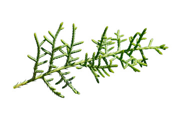 As Chrismas card design element, a branch of the Copper-berry juniper (Juniperus pinchotii) isolated on white background