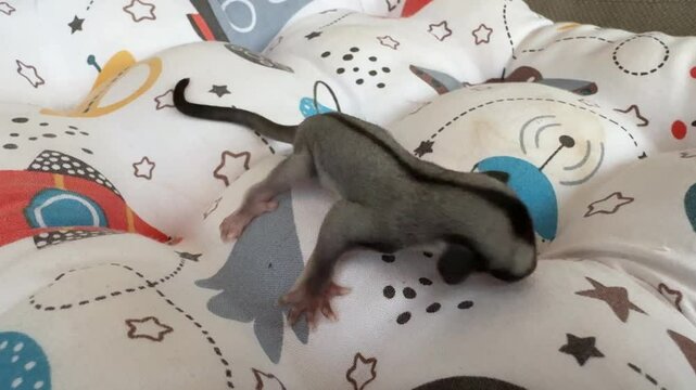 crying tiny baby sugar glider trying to find its mother. crawling sugar glider baby on a decorative white pillow. newborn sugar glider