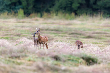 Hungry Thief: Fawn's Bold Attempt at Dinner 1