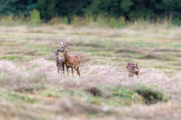 Hungry Thief: Fawn's Bold Attempt at Dinner 2 © Artur