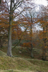 lone sheep in an autumnal copse of trees, Northumberland, UK