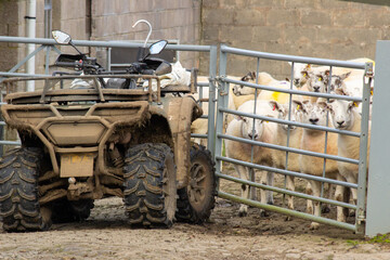 texel sheep by a farm yard gate with a quad bike parked beside 