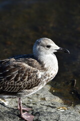 This young gull is at the seaside in sunny early autumn day.
