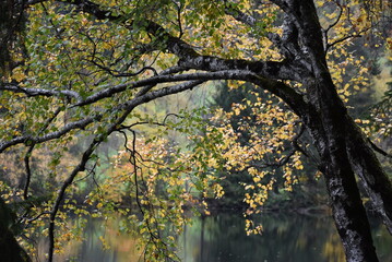 Birke im Herbstkleid
