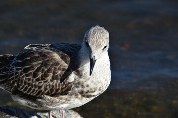 Fototapeta premium This young gull is at the seaside in sunny early autumn day.