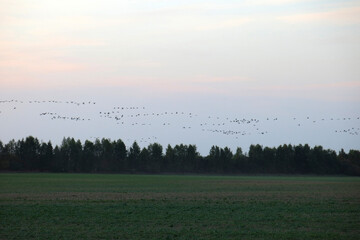wild cranes fly to spend the night at the autumn sunset in the Russian national reserve Crane Homeland