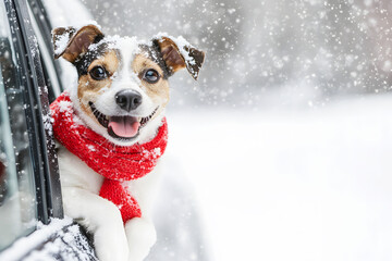 Happy Dog on Winter Family Road Trip