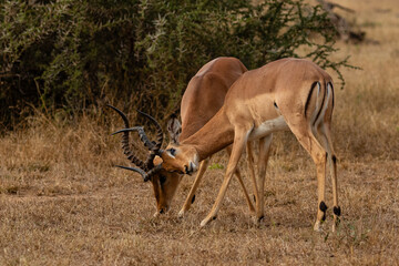 Two fighting impala ramd with locked horns