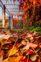 Rotes Weinlaub an Pergola im Herrenkrug Magdeburg