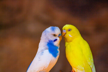 Colorful bird. Pair of white, blue and yellow lovebirds
