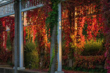 Seitliche Ansicht Pergola mit rotem Wein im Herrenkrug Magdeburg