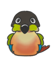 Fluffy yellow-side greencheek conure 