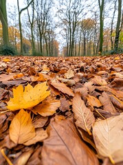 Obraz premium Autumn Leaves Pathway Through Forest Trees