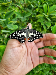 Black butterfly sitting on hand of a farmer in garden