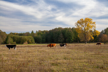Cows grazing in a meadow, Podlaskie Voivodeship, Poland