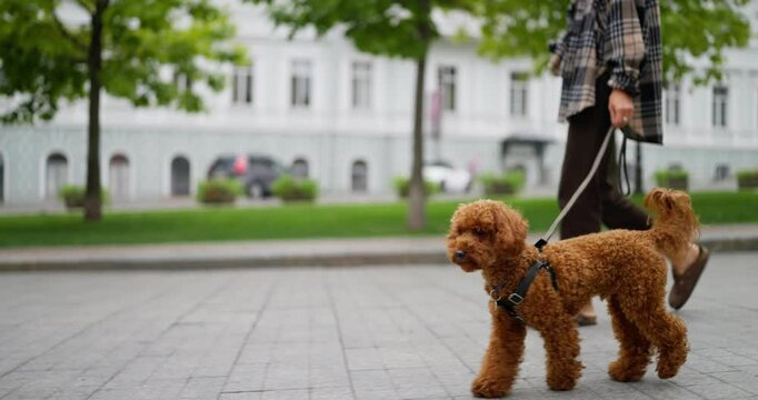 Close up of a happy brunette girl walking with her brown curly Goldendoodle dog on a leash in the city along the park