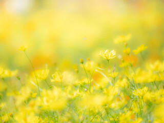 秋の公園や花壇を彩るコスモス（キバナコスモス）のある風景。背景。自然風景素材。