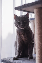 russian blue cat on the window