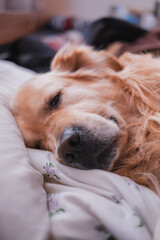 dog sleeping on the bed