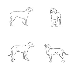 Austrian Black and Tan Hound austrian brandlbracke vector