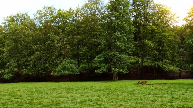 Rehe und Hirsche auf einer Lichtung, Wiese, Wald, Wildtiere, Damwild, Natur, Tiere
