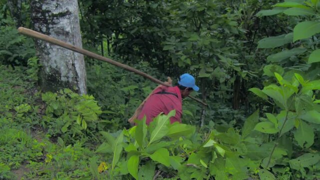 Traditional. Real scenes of a Venezuelan farmer practicing subsistence agriculture, a simple lifestyle deeply tied to nature. Climate change and global warming threaten these authentic livelihoods. 