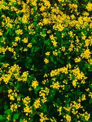 yellow flowers on the wall