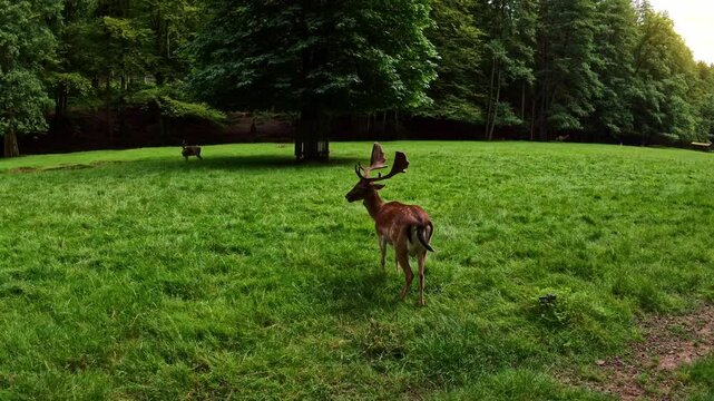 Rehe und Hirsche auf einer Lichtung, Wiese, Wald, Wildtiere, Damwild, Natur, Tiere
