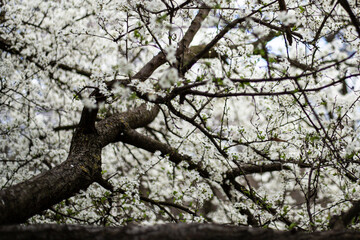 Close up. Flowers Growing On A Delicate Branch In Spring. Small White Flowers. Small White Flower On A Branch.