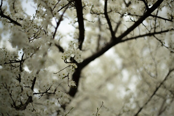 Close up. Flowers Growing On A Delicate Branch In Spring. Small White Flowers. Small White Flower On A Branch.
