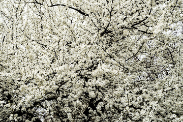 Close up. Flowers Growing On A Delicate Branch In Spring. Small White Flowers. Small White Flower On A Branch.