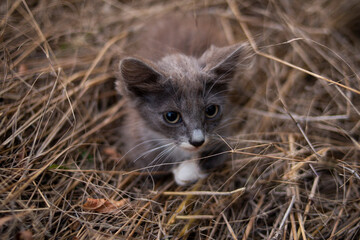 A small kitten curled up in the hay in autumn
