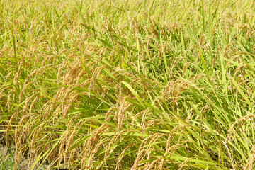 rice plants in the agricultural fields during the harvest season