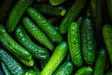 Cucumber season, cucumbers evenly distributed on the board, plus garlic, horseradish, dill. Pickling set
