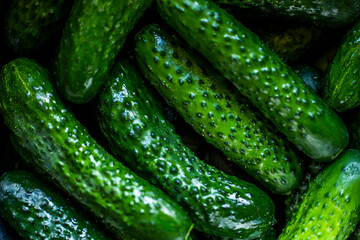 Cucumber season, cucumbers evenly distributed on the board, plus garlic, horseradish, dill. Pickling set