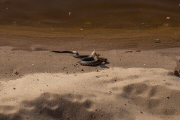 water snake on the shore with prey