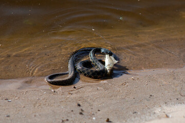 water snake on the shore with prey
