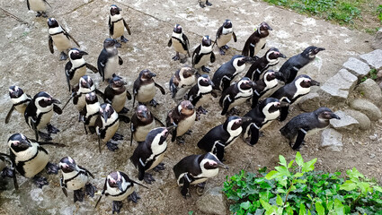 Penguins at a zoo © markusbingel