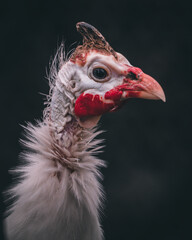 gallina de guinea