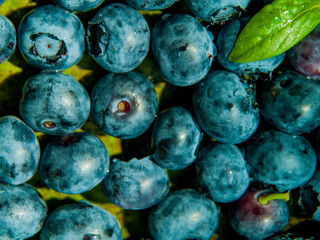 black currants on the vent are ripe