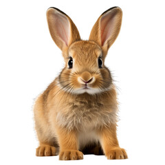 Obraz premium A Rabbit Isolated On White Background 