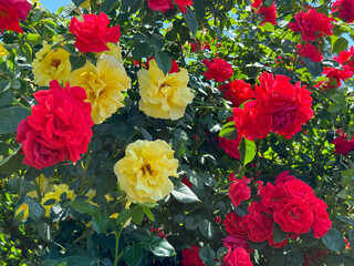 Red and yellow roses in summer garden.