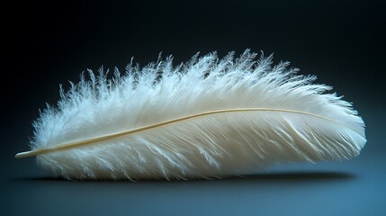 White feather standing out on dark background for calm aesthetic picture