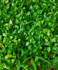 Green leaves natural background, Small plant leaves in the garden, Vibrant background in Tropical forest