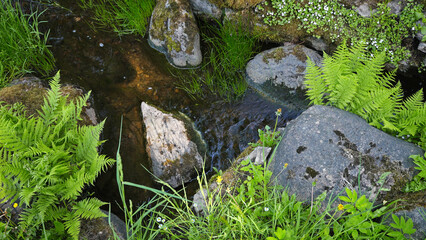 Stream of water flows through the rocks in the forest.