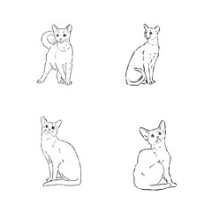 Abyssinian, cat breeds illustration with inscription, hand drawn doodle, sketch
