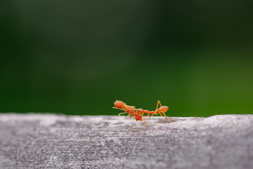 Closeup of three red ants clinging to each other on the edge of a log in a green background.