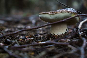 The last autumn forest mushrooms