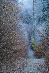 Forest at the turn of autumn and winter