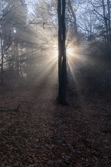 Forest at the turn of autumn and winter